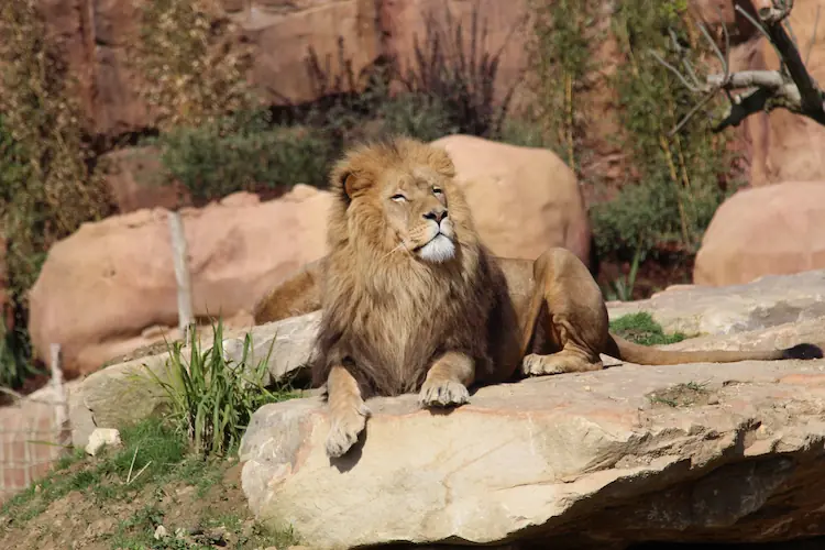 Lion au Zoo de Beauval dans le Loir-et-Cher