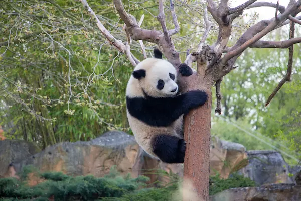 Panda dans un arbre au Zoo de Beauval