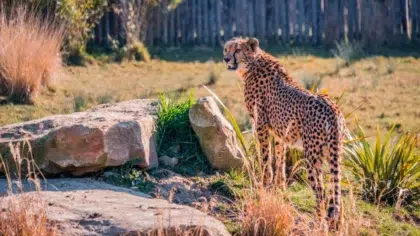 Beauval Zoo 3 AdobeStock 271308486