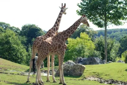 Beauval Zoo 2 AdobeStock 373876408